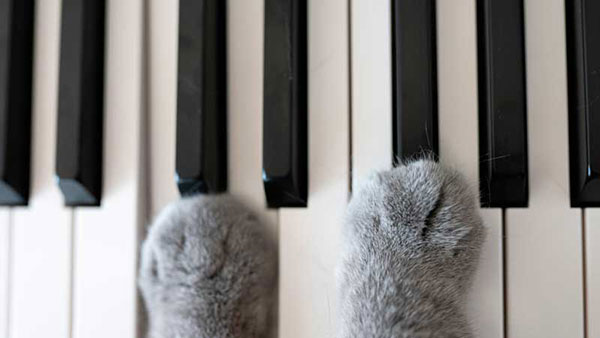 Piano et chat